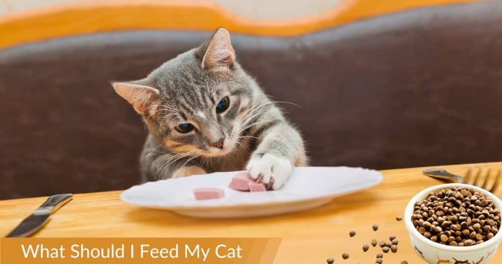 What Should I Feed My Cat