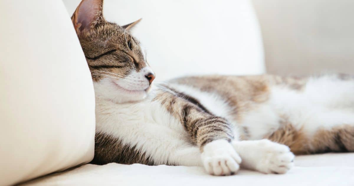 15-reasons-why-do-cats-sleep-so-much