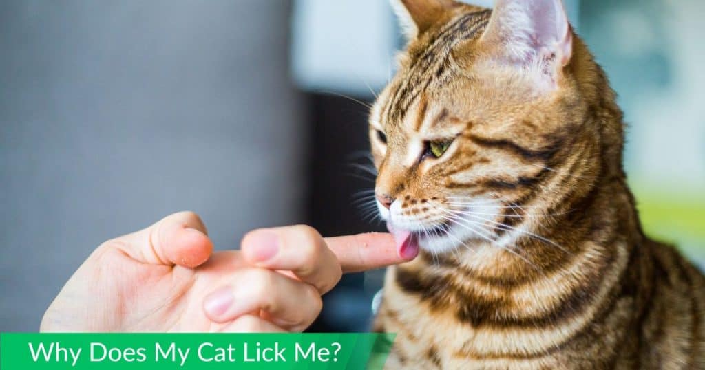 Why Does My Cat Lick Me