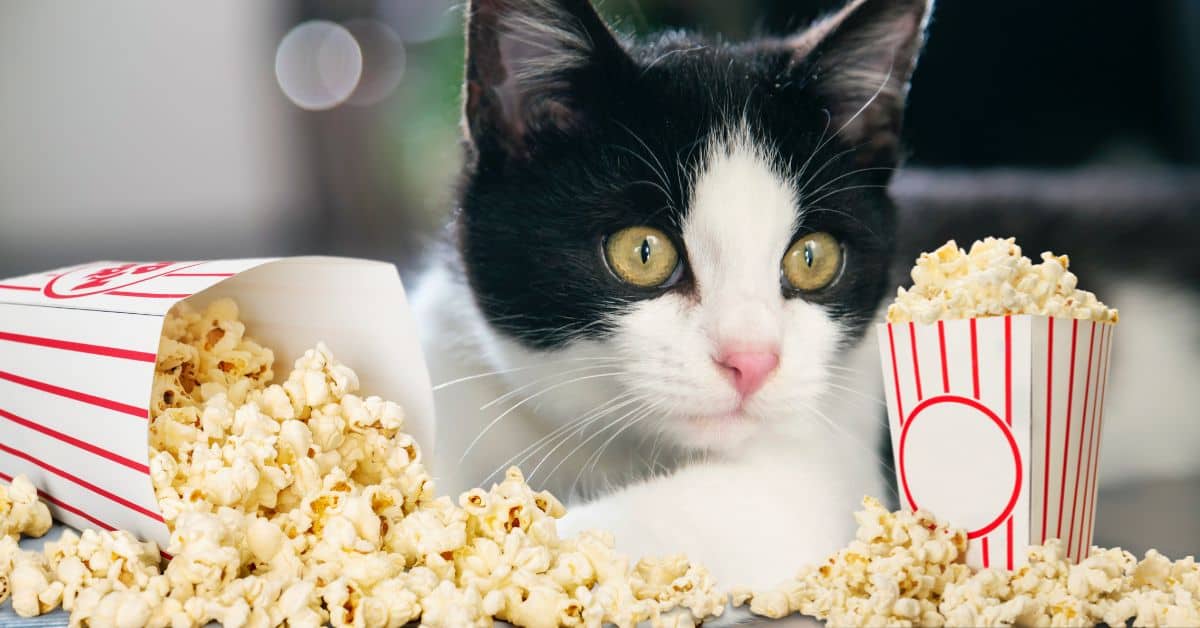 Can Cats Eat Popcorn