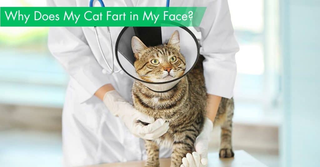 Why Does My Cat Fart in My Face