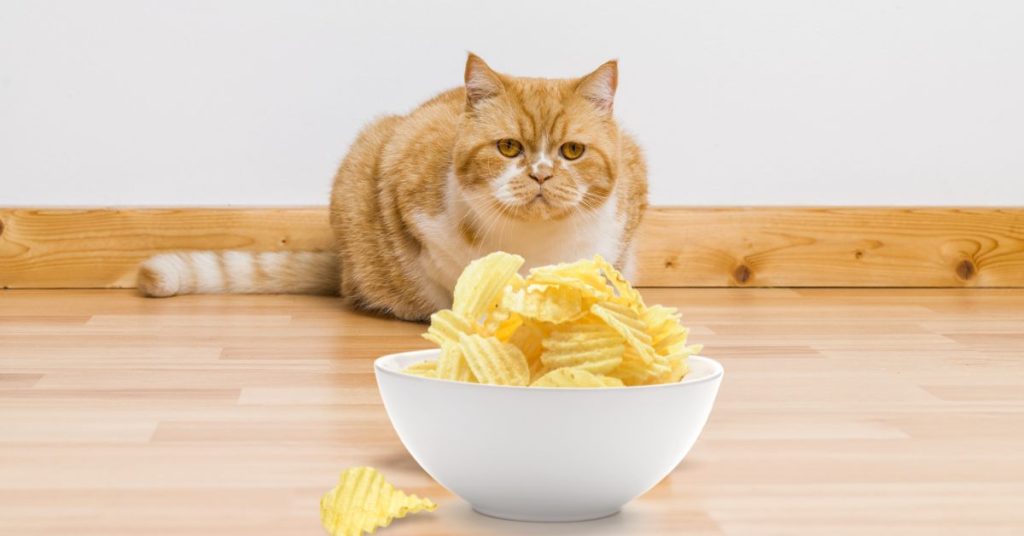 Can Cats Eat Potato Chips