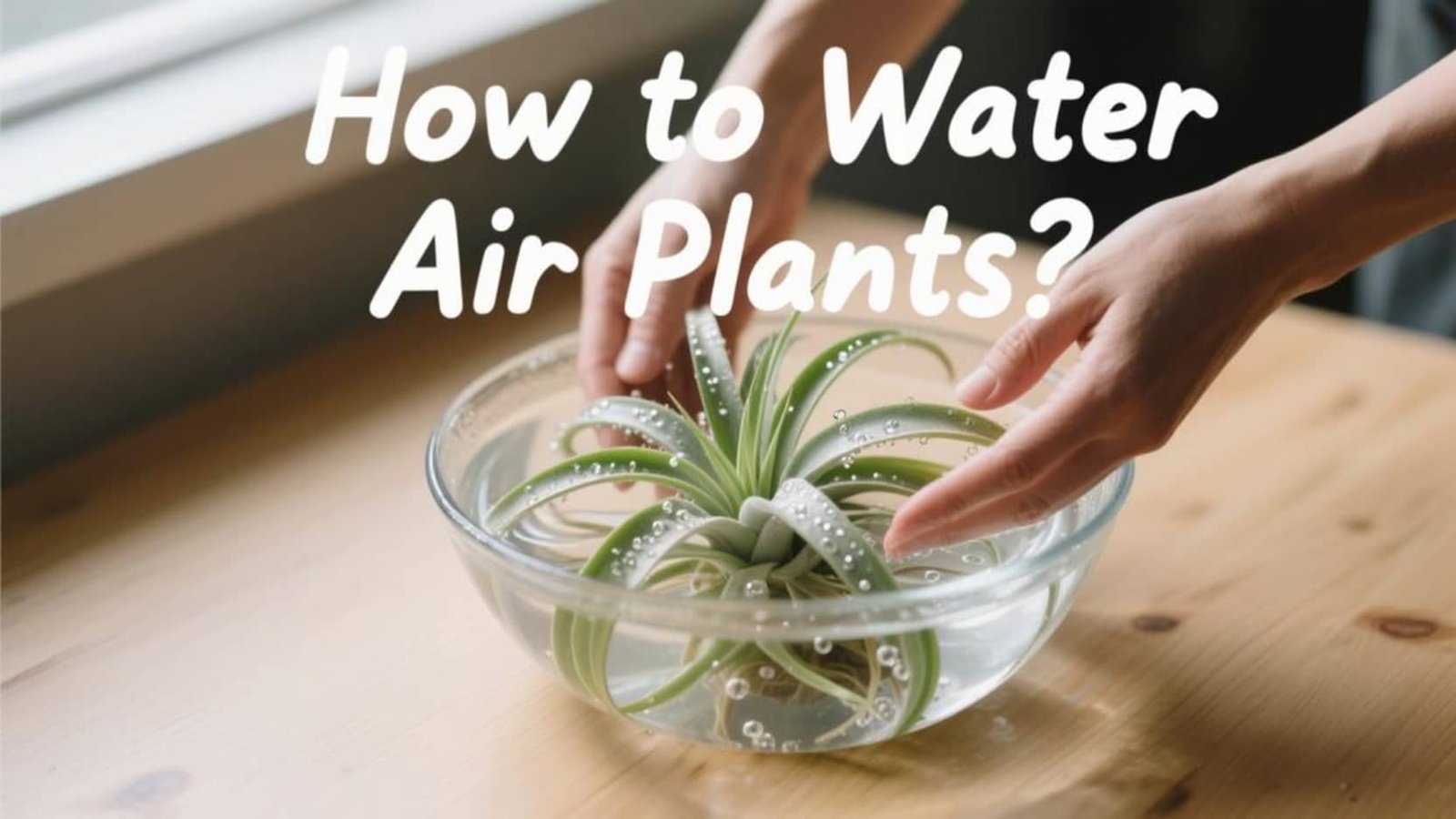 How to Water Air Plants